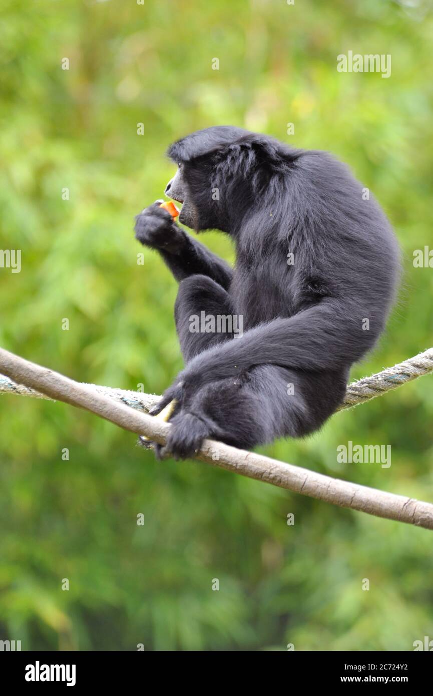 Spider monkey Stock Photo