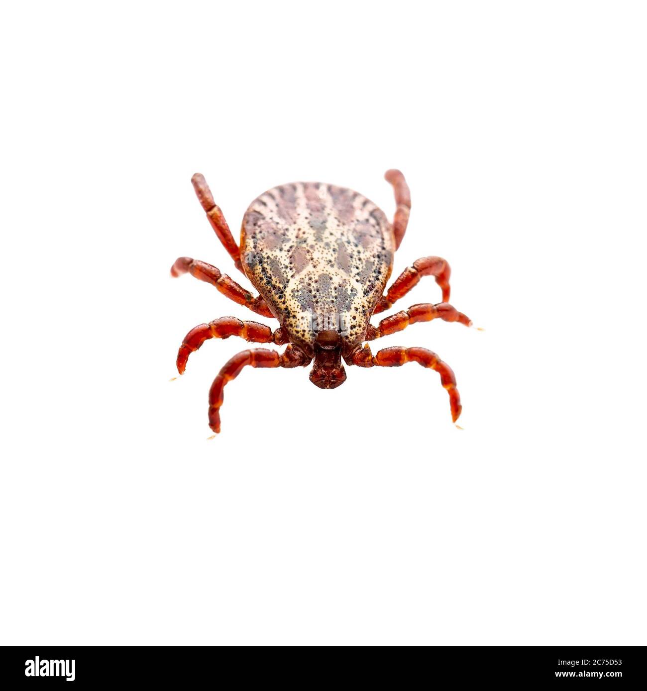 Encephalitis Virus or Lyme Borreliosis Disease or Monkey Fever Infectious Dermacentor Dog Tick Arachnid Parasite Insect Macro Isolated on White Backgr Stock Photo