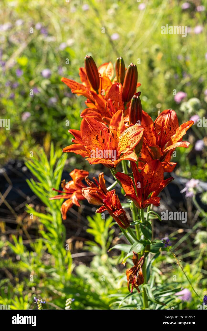 wonderful bloom of Red Lily, also called St John's Lily. Stock Photo