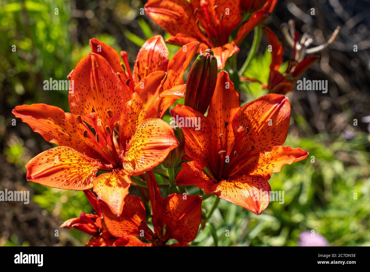 wonderful bloom of Red Lily, also called St John's Lily. Stock Photo