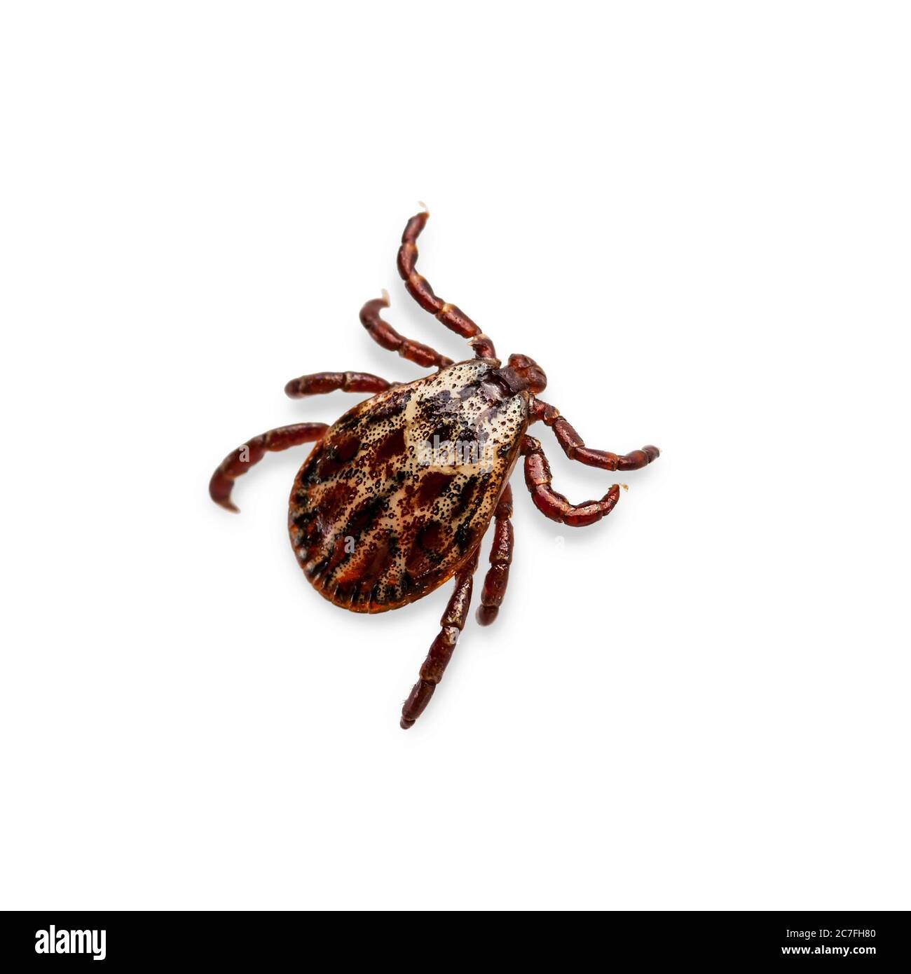 Lyme Disease Infected Tick Insect Isolated on White. Encephalitis Virus or Lyme Borreliosis Disease Infectious Dermacentor Tick Arachnid Parasite Macr Stock Photo