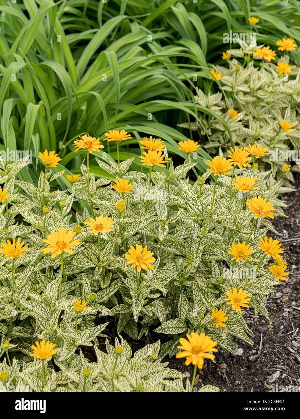 Ox-eye sunflower (Heliopsis helianthoides 'Sunstruck', Heliopsis helianthoides Sunstruck), blooming, cultivar Sunstruck, USA, Michigan Stock Photo