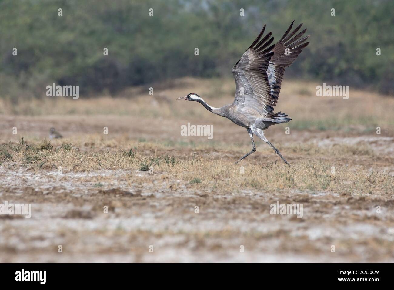 Common crane (Grus grus) taking off. Stock Photo