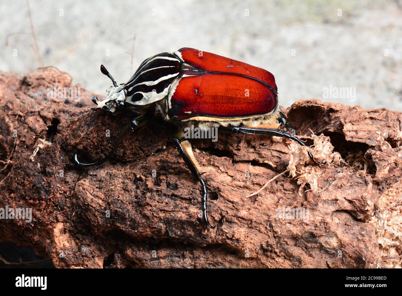 A Giant Goliath beetle Stock Photo