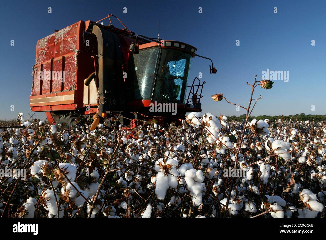 machine working in cotton harvest in Brazil Stock Photo