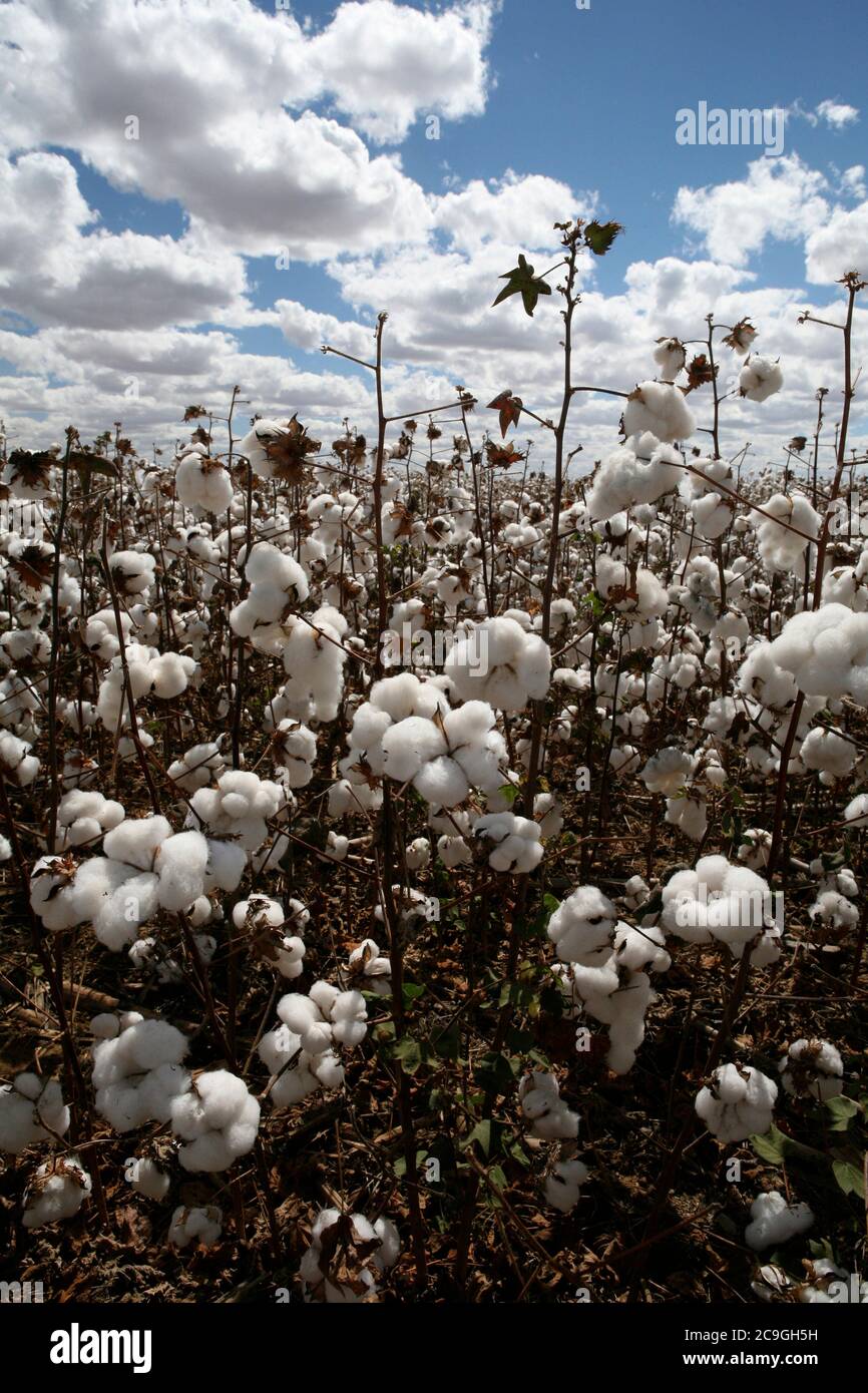 cotton  field in contrast with blue sky and clouds Stock Photo