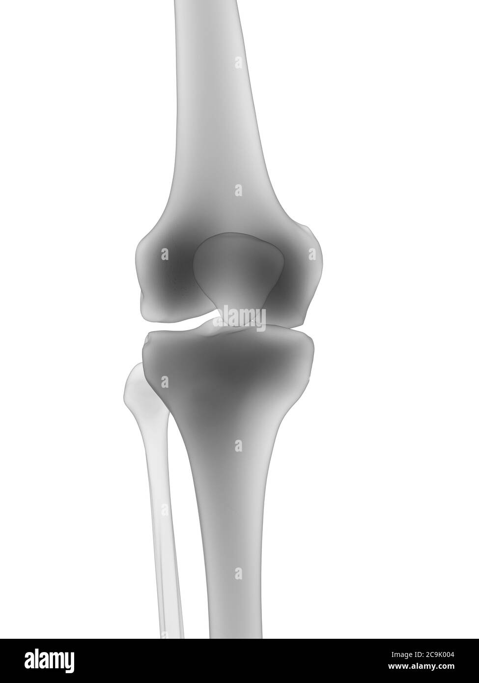 Knee bones, illustration. Stock Photo