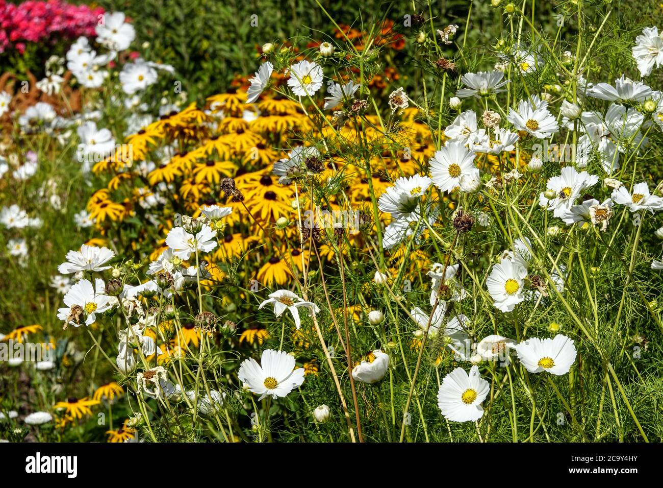 Cosmos bipinnatus 'Purity' in flowerbed Cosmos bedding multicolored flowers Stock Photo