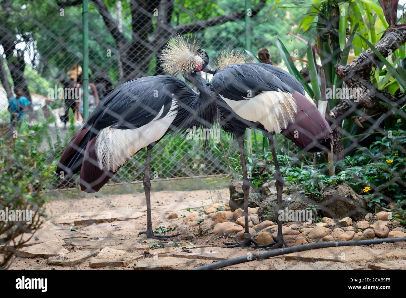 A couple of Black crowned crane (Balearica pavonina - a bird in the crane family Gruidae) inside his cage in Belo Horizonte zoological park. Stock Photo