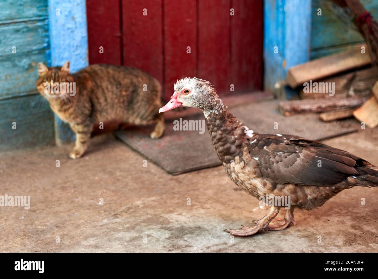 A musk duck in the foreground with cat on the background in the courtyard of an old rural house. Stock Photo