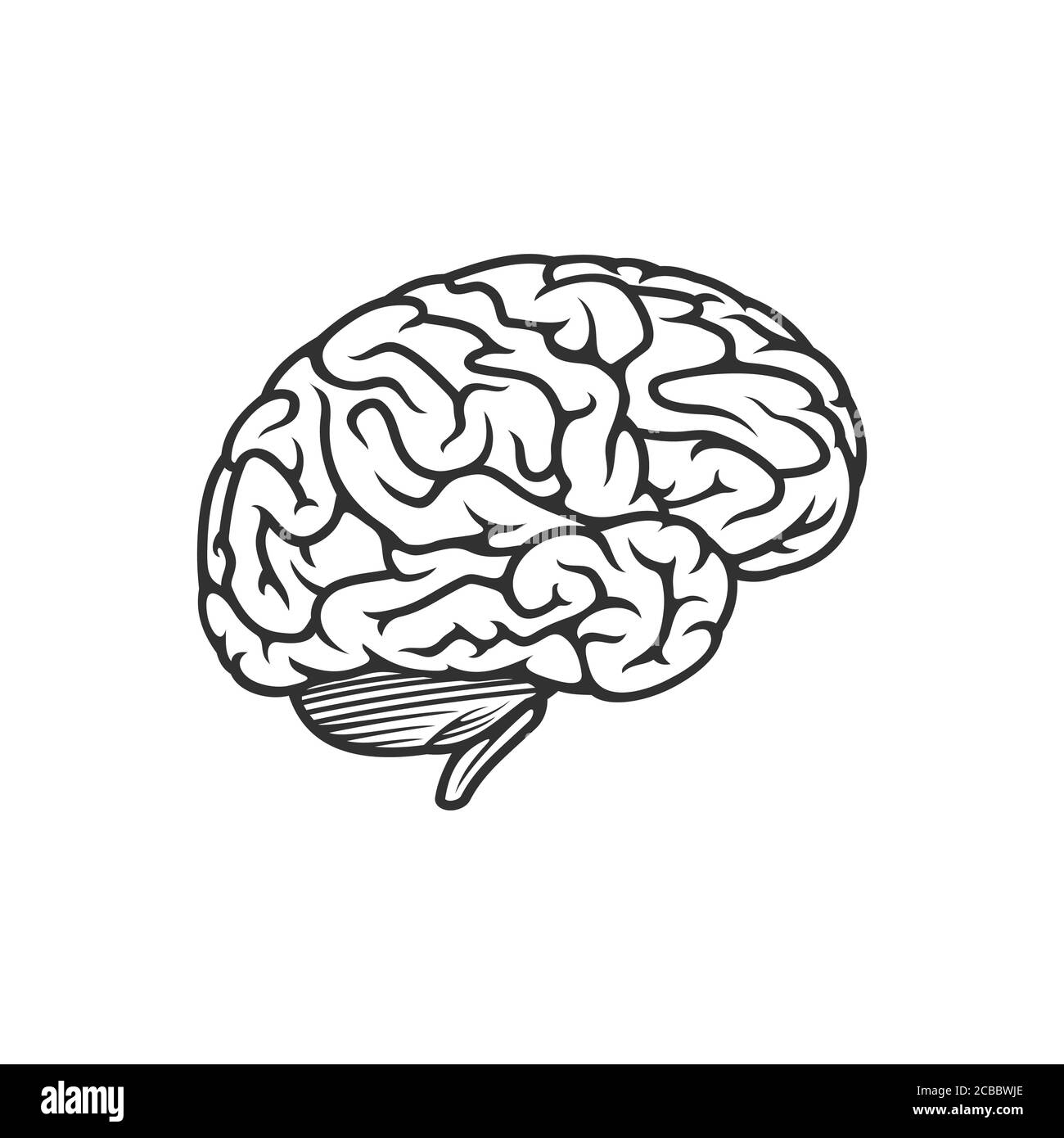 Vector outline illustration of human brain. Stock vector illustration ...