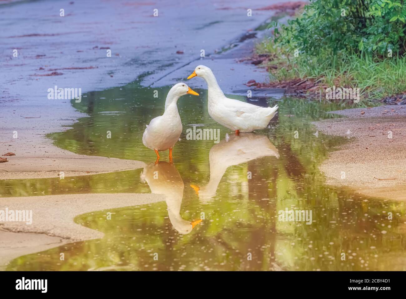 Two white ducks standing in a puddle of water as it drizzled on them. Stock Photo