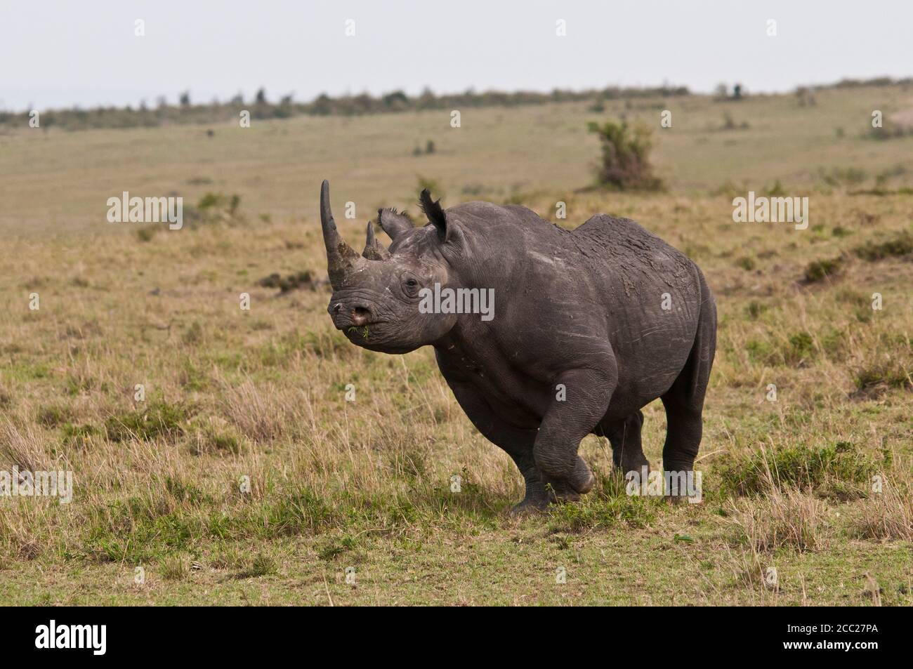 Africa, Kenya, Black rhinoceros in Maasai Mara National Park Stock Photo