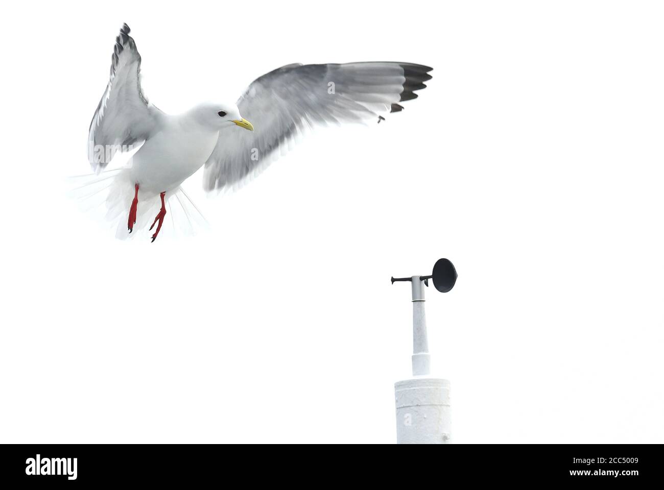 red-legged kittiwake (Rissa brevirostris), Adult landing at the top of the mast of the expedition cruise ship, Russia, Ring of fire islands Stock Photo