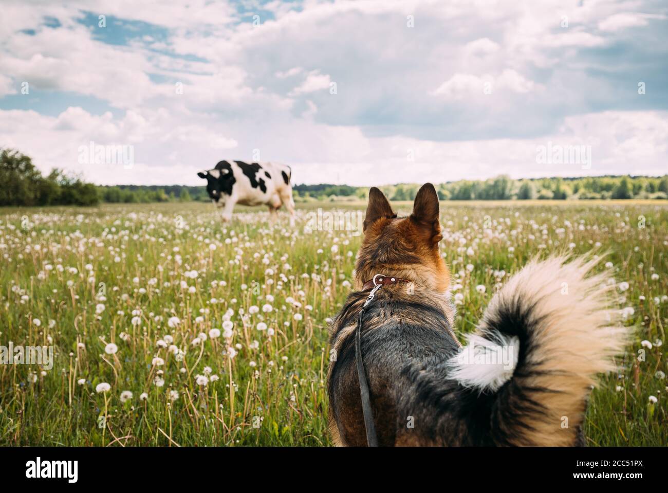 Funny Animal Meeting