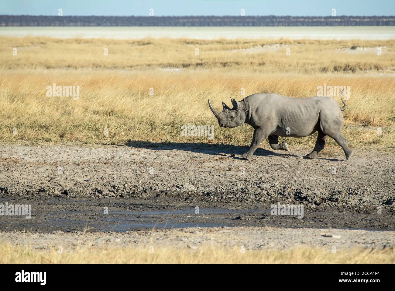 Black Rhino running on the savannah plains of Etosha with high grass and the pan in the background. Stock Photo