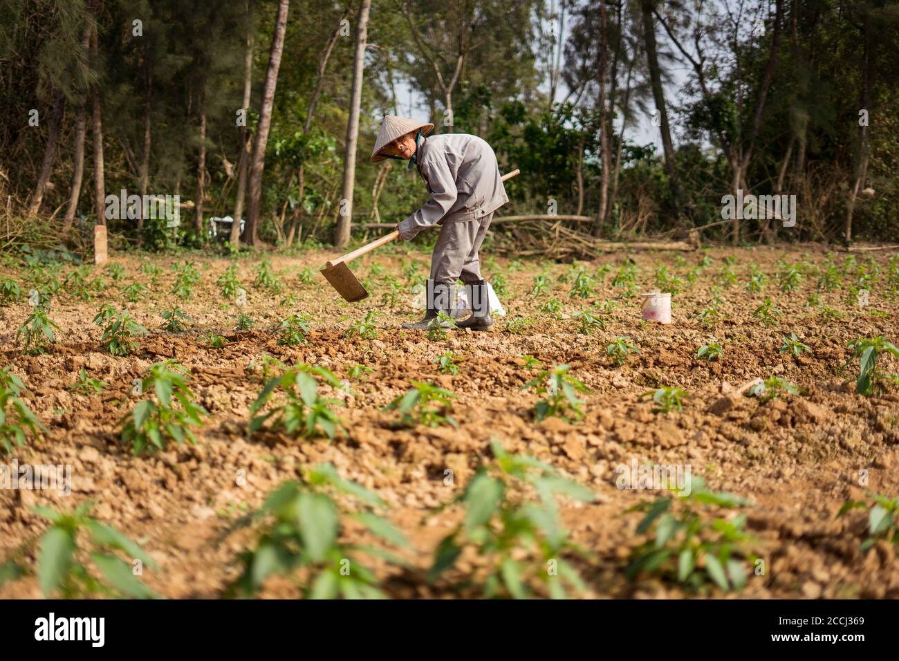 Hoi An / Vietnam - January 18, 2020: old vietnamese man with big hump crouched working in field with tool Stock Photo