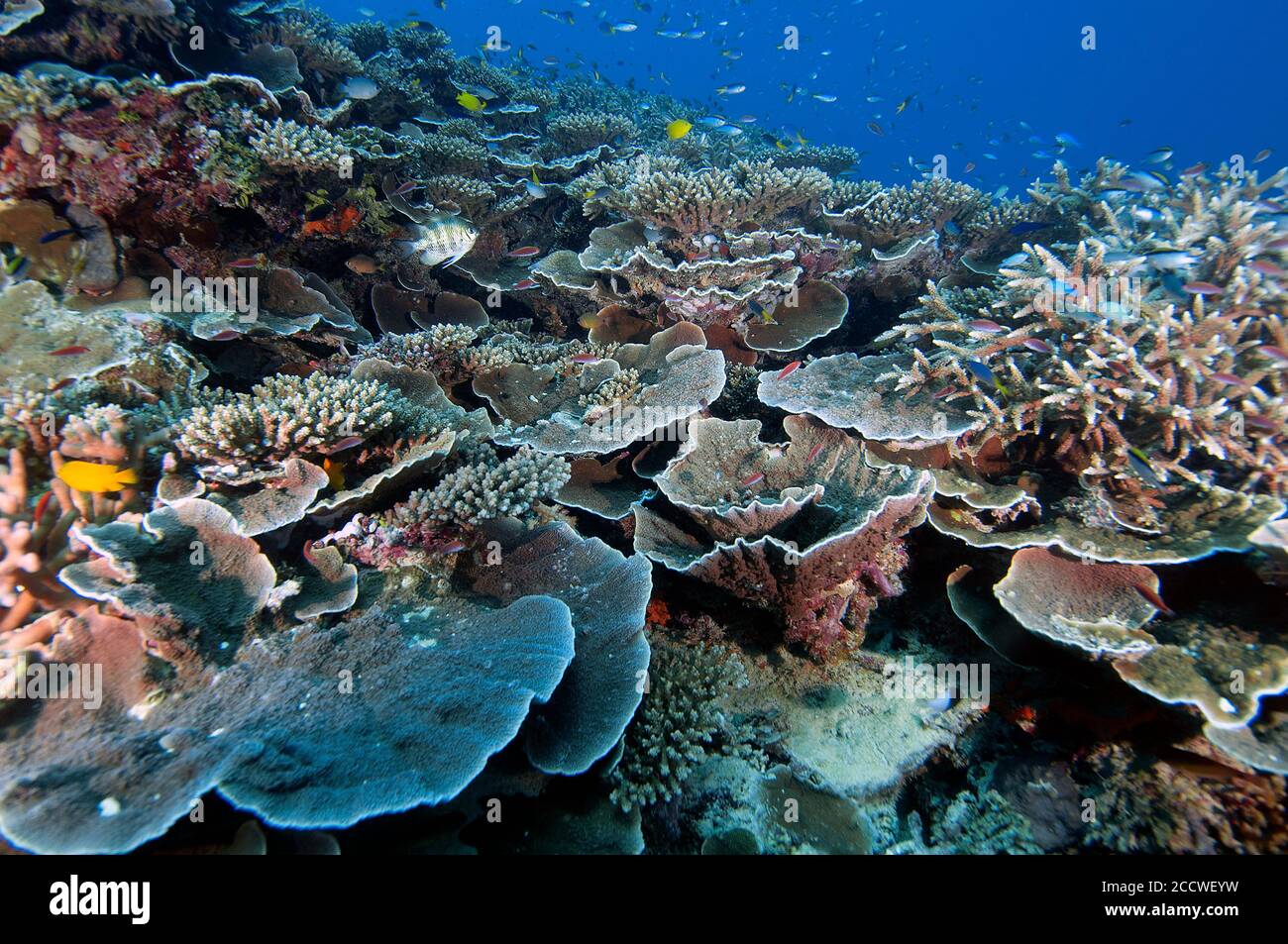 Healthy Coral Reefs