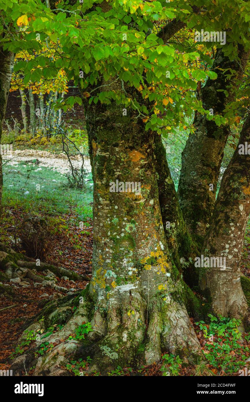 lichens on the bark of a beech trunk Stock Photo