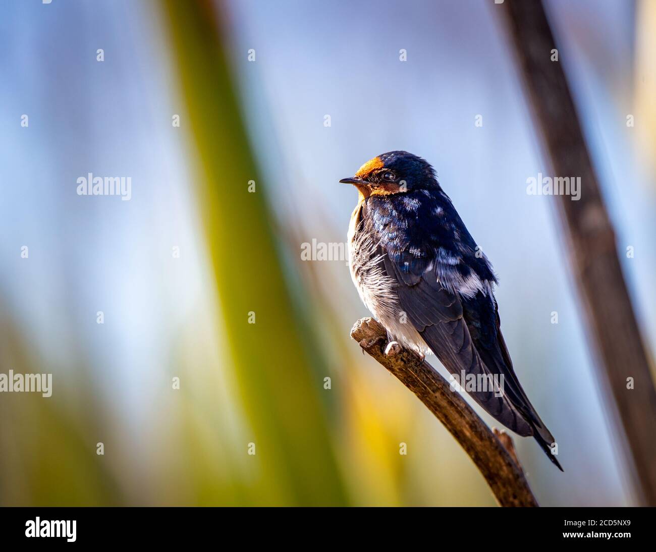 A welcome swallow perches near his nest in the Travis Wetlands, Christchurch, New Zealand Stock Photo