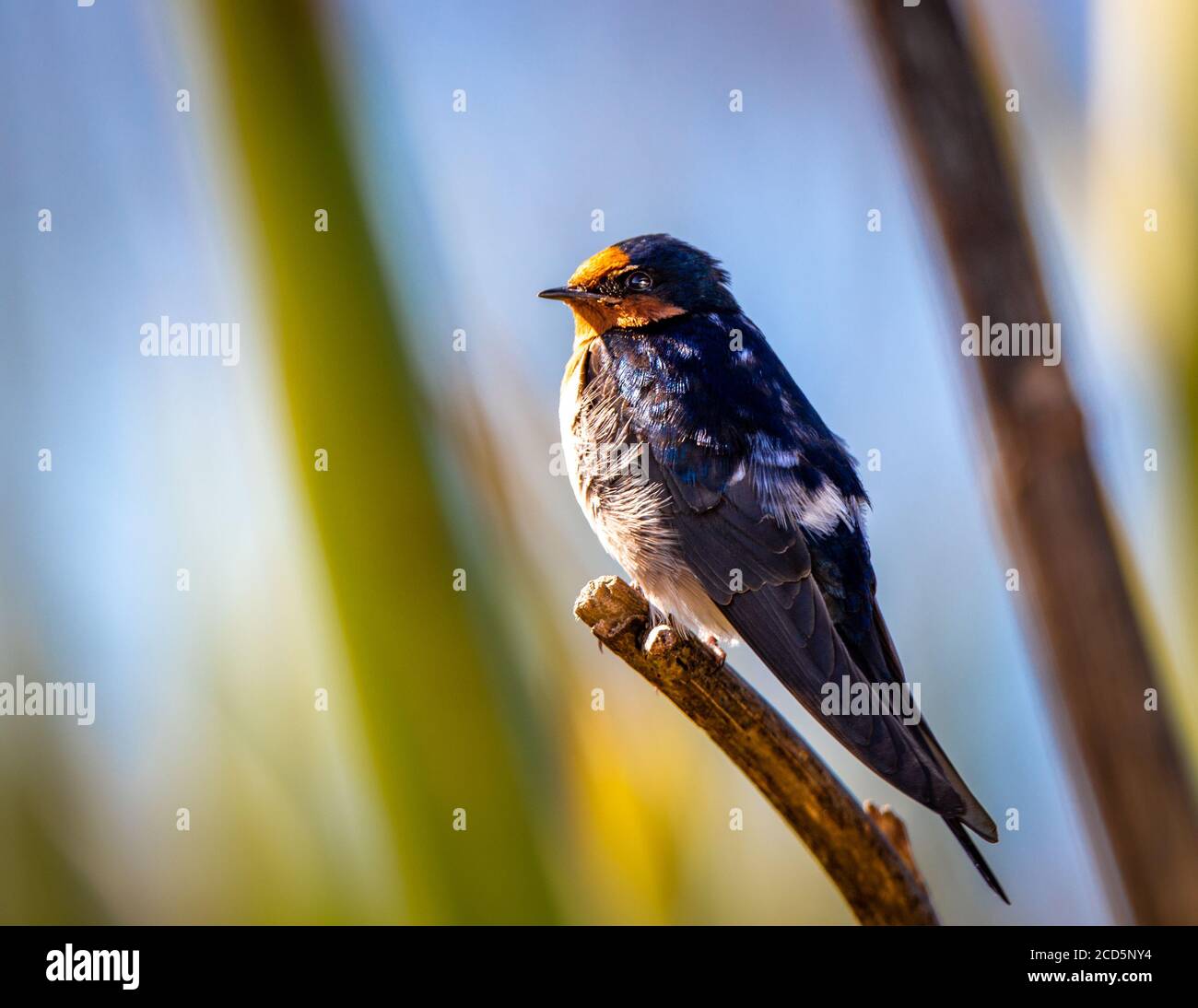 A welcome swallow perches near his nest in the Travis Wetlands, Christchurch, New Zealand Stock Photo