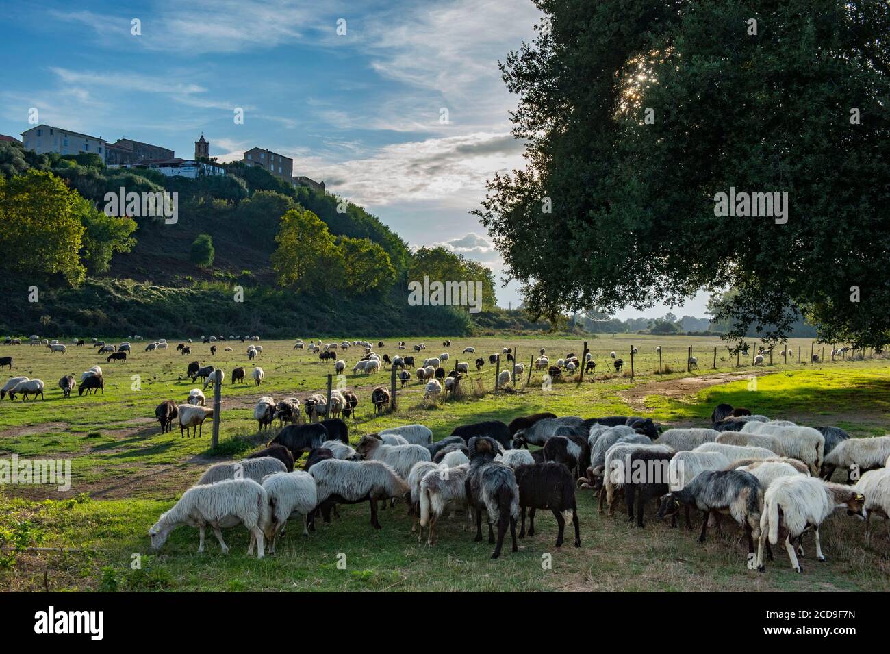 France, Haute Corse, Aleria, eastern plain, flock of ewes in the meadows along the river Tavignano and the old Genoese fort Stock Photo