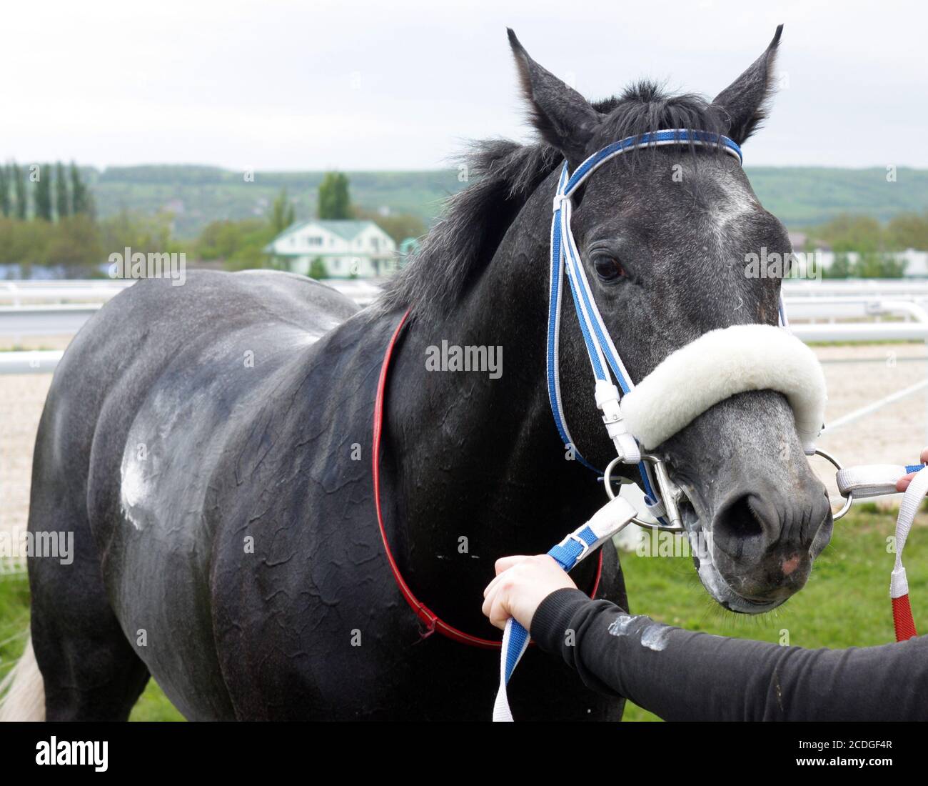 Beautiful horse. Stock Photo