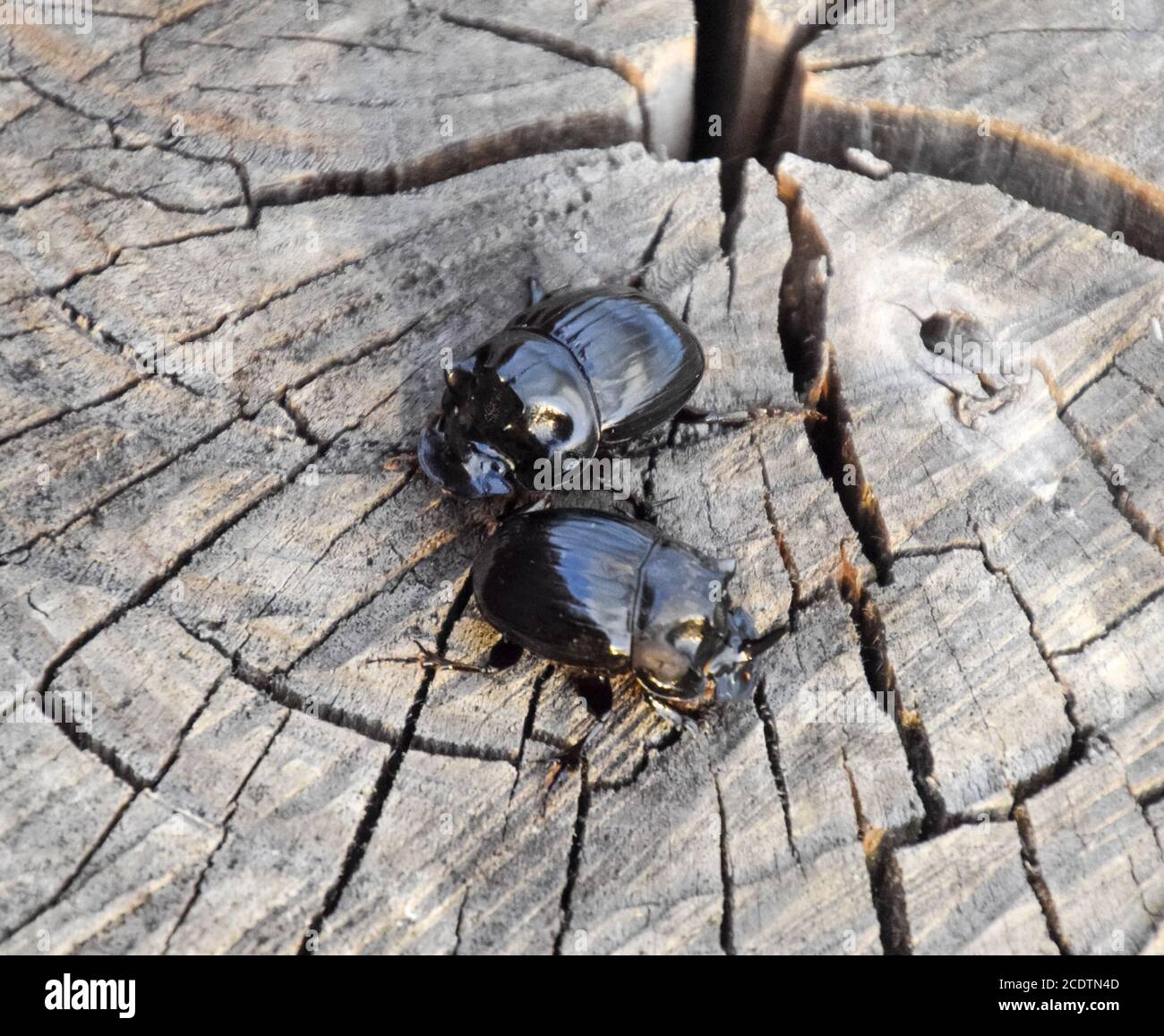 A rhinoceros beetle on a cut of a tree stump. A pair of rhinoceros beetles Stock Photo