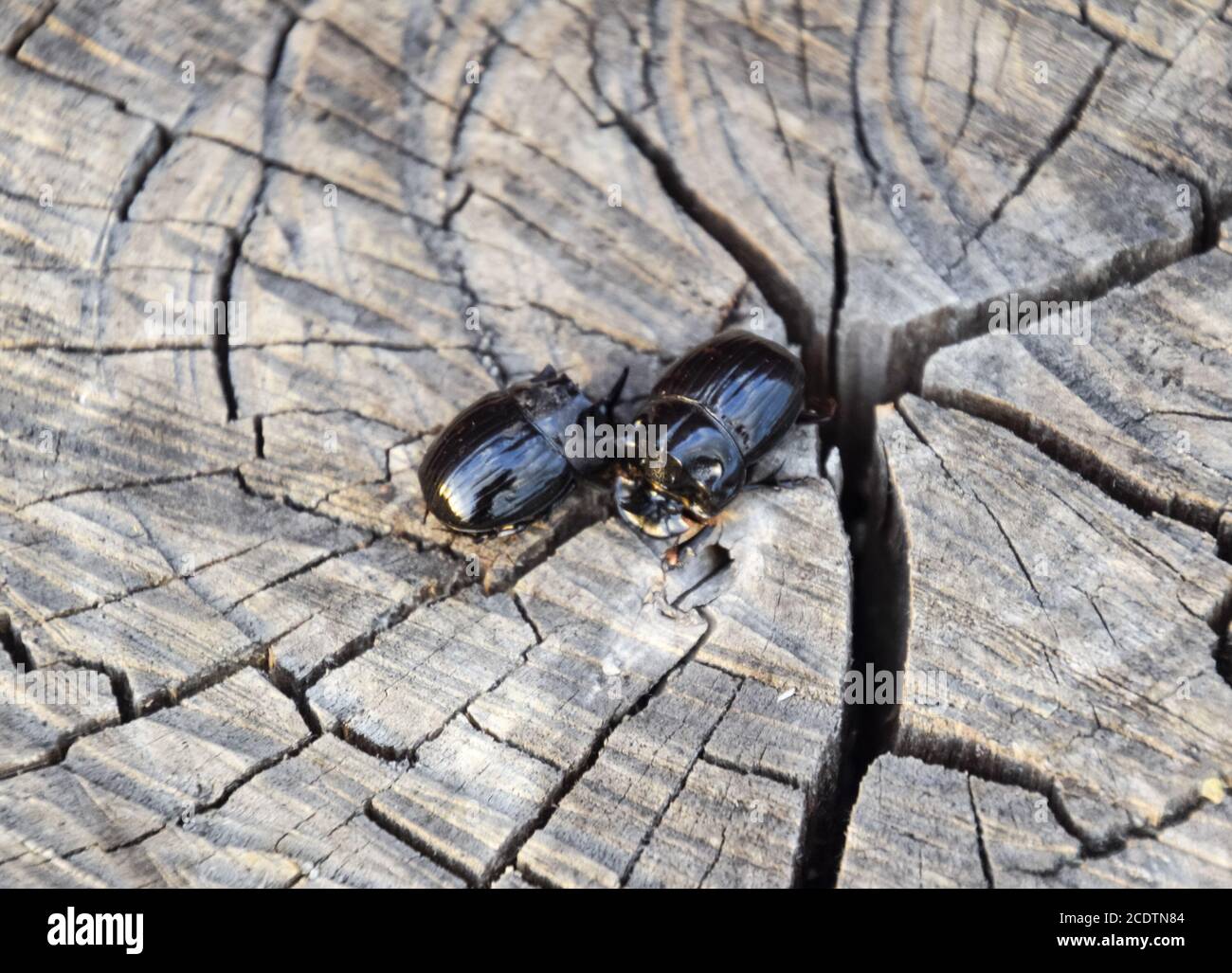 A rhinoceros beetle on a cut of a tree stump. A pair of rhinoceros beetles Stock Photo