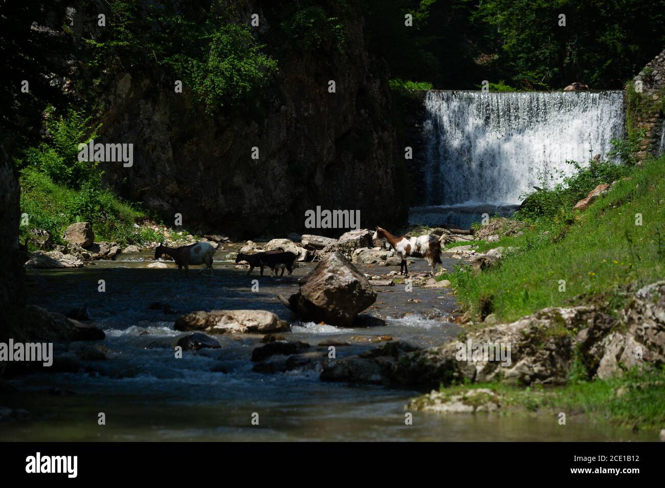 Goats cross a small rocky river in front of a man-made waterfall. Stock Photo