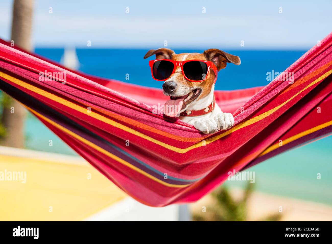 dog on hammock Stock Photo