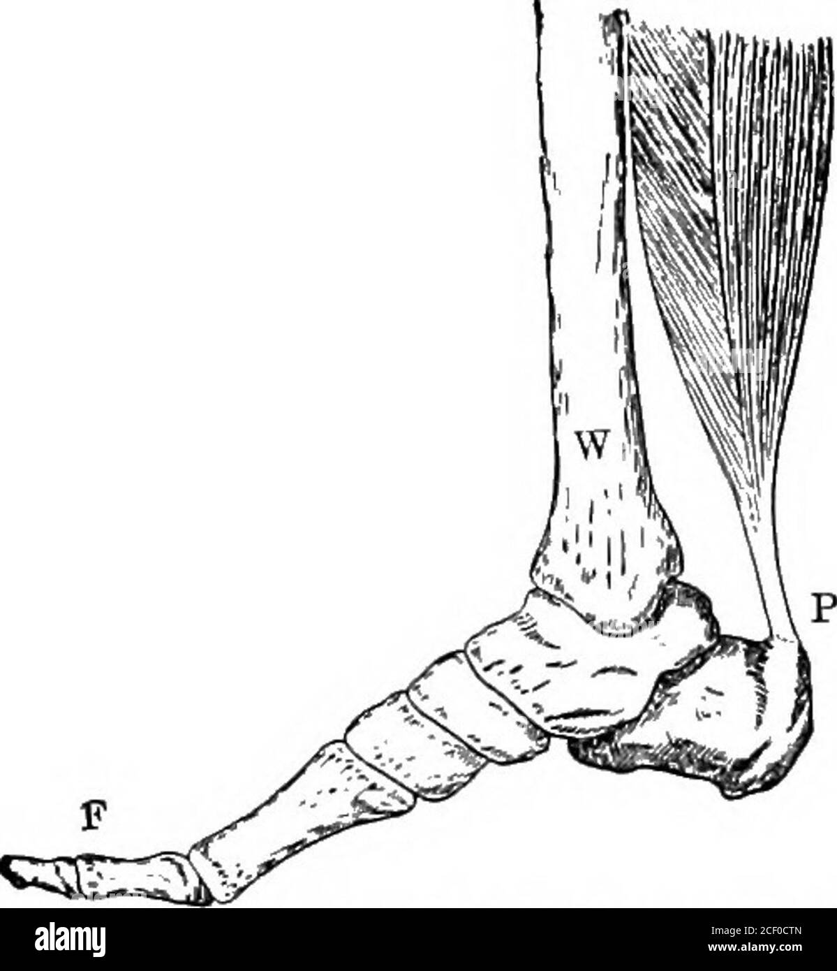 . Human physiology. Fig. 68.—The Motion of the Body onthe Hip. Fig. 69.—Lifting the Leg. the lifting power is produced by the contraction of a muscle whichextends from the hip-bone to the knee-cap. (Fig. 69).. Fig. 70.—Raising the Body on the Toe. (2) Raising the body on the toe.—The toe rests on the ground,thus forming the fulcrum. The weight is that of the body sup-ported at the ankle, and the power is supplied by the contractionof the muscles of the calf, which are connected with the heel. 58 ELEMENTARY PHYSIOLOGYLevers of the third order :- (i) Raising the forearm.—Here the elbow-joint for Stock Photo