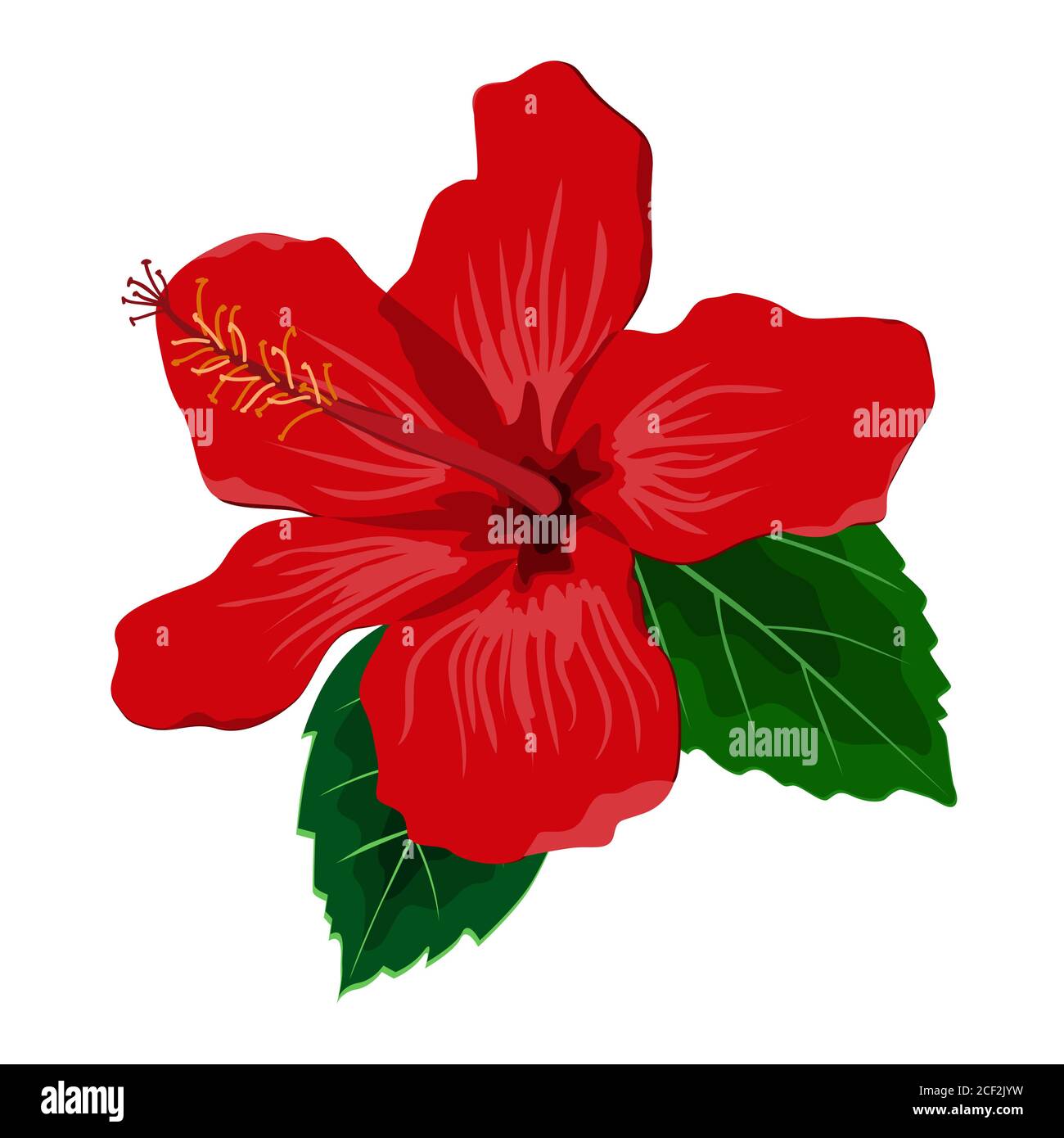 Hibiscus flower with leaves, flat vector illustration. Tropical exotic Hawaii plant isolated on white Stock Vector