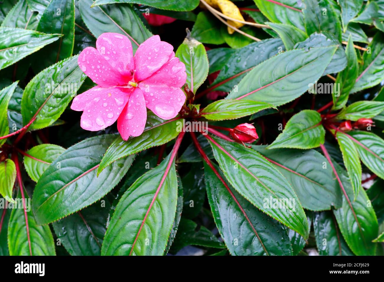 Beautiful pink blossom of impatiens walleriana Stock Photo