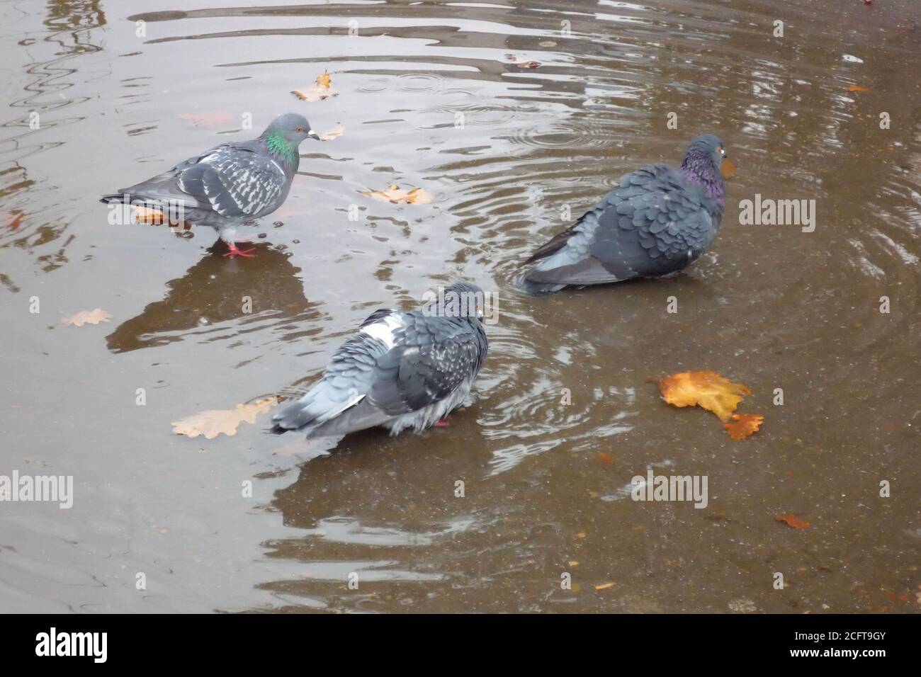 Pigeons in autumn bathe in a puddle on the asphalt after the rain Stock Photo