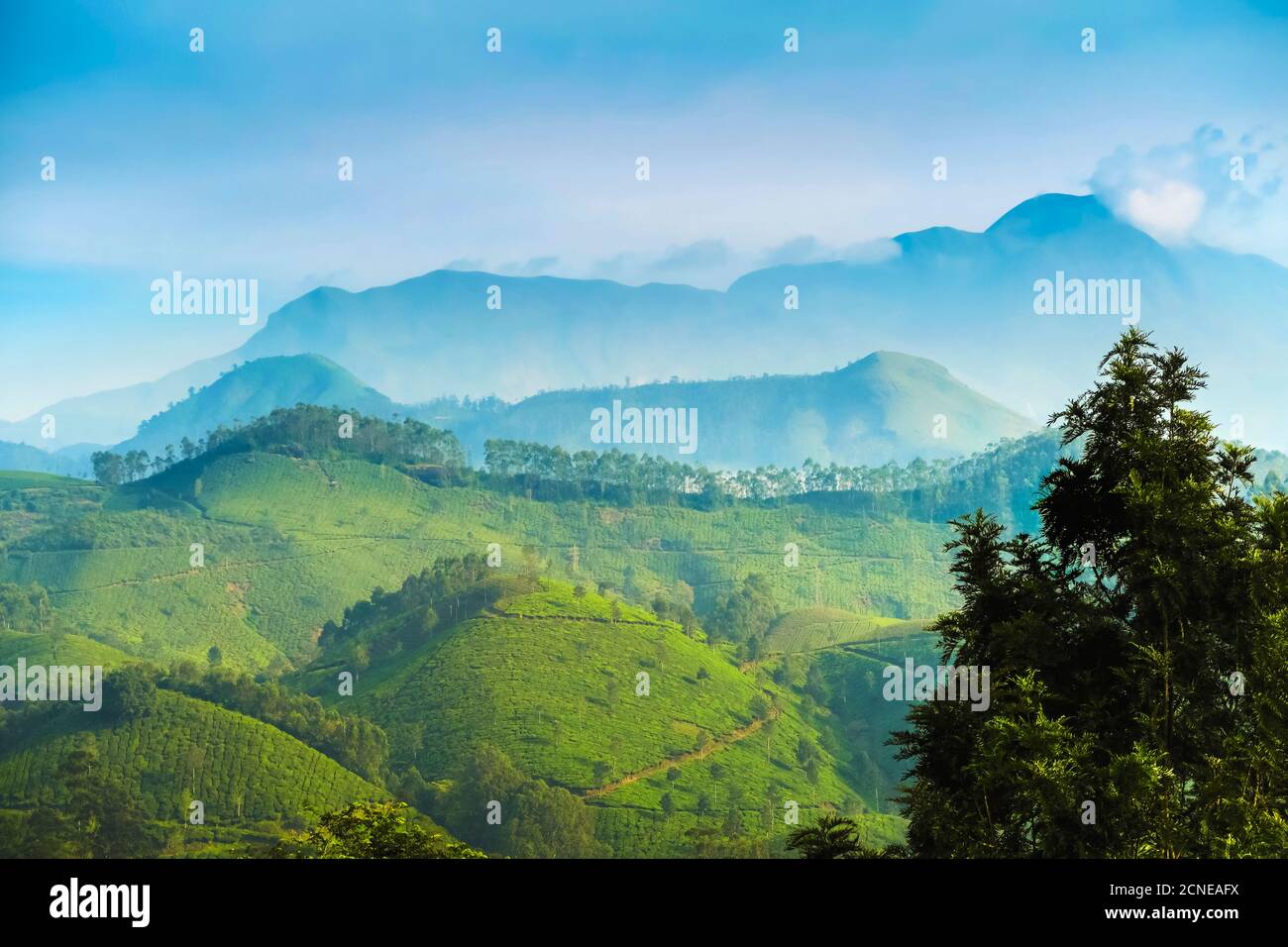 View north across Munnar tea estates to the Western Ghats and 2695m Anamudi, highest peak in south India, Munnar, Kerala, India, Asia Stock Photo