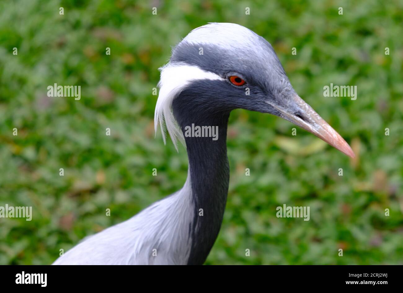 Brazil Foz do Iguacu - Zoo - Parque das Aves Demoiselle crane Bird (Grus virgo) Stock Photo