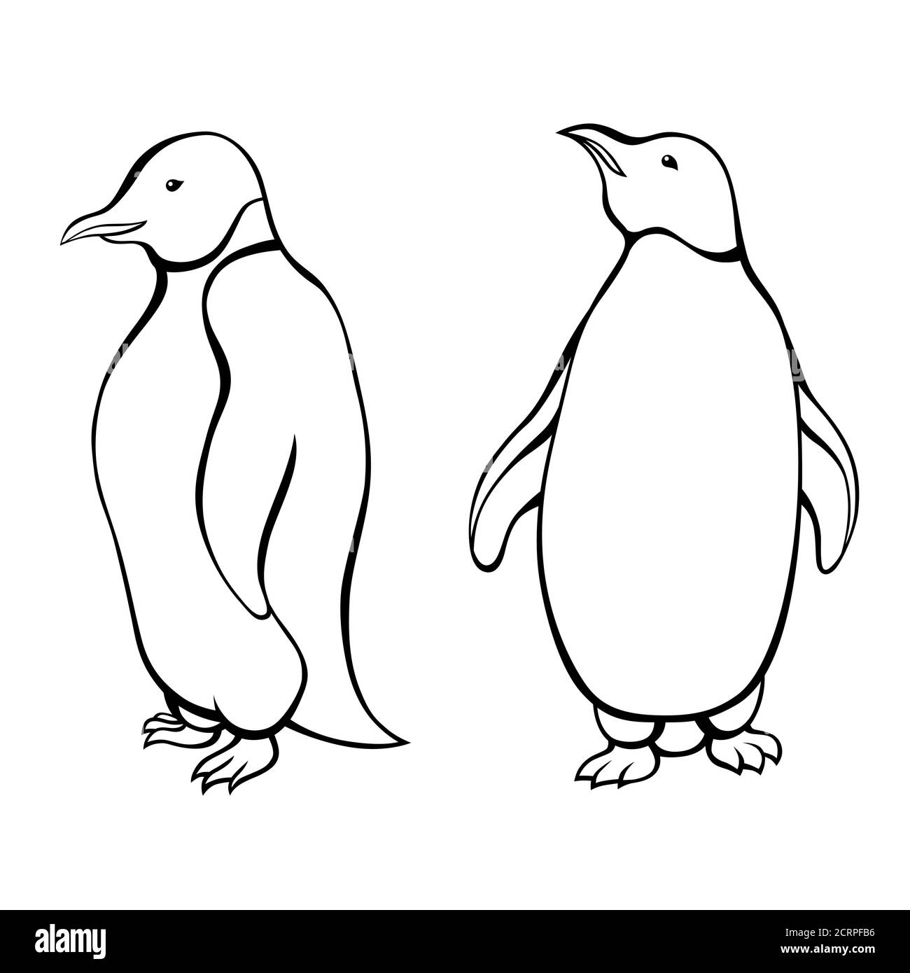 Penguin black white isolated graphic bird isolated illustration vector Stock Vector