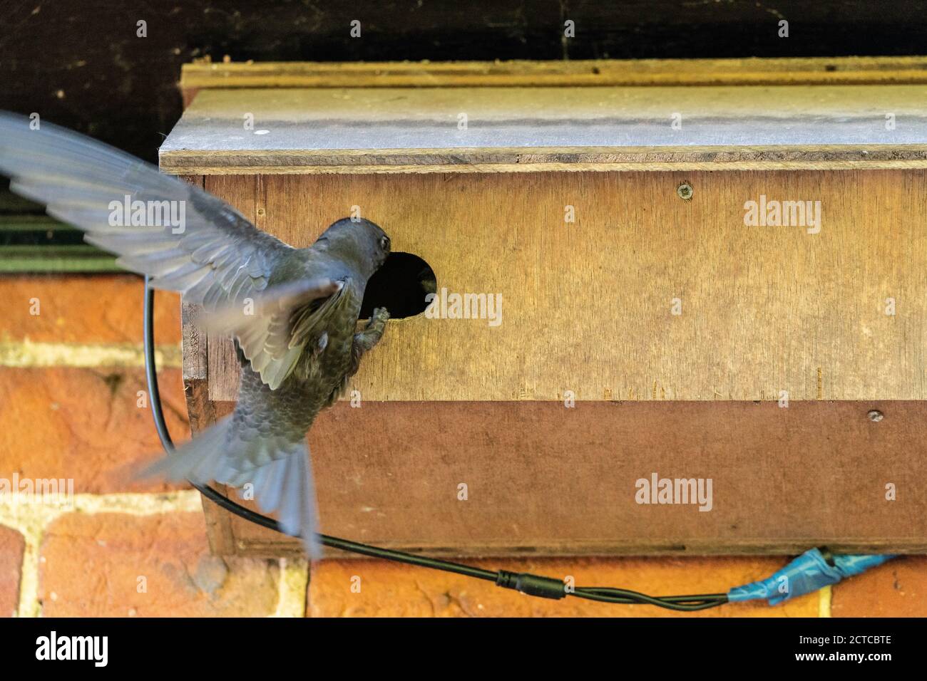 Common Swift (Apus apus), adult bird entering man made nest box Colby, Norfolk, United Kingdom, 31 May 2020 Stock Photo