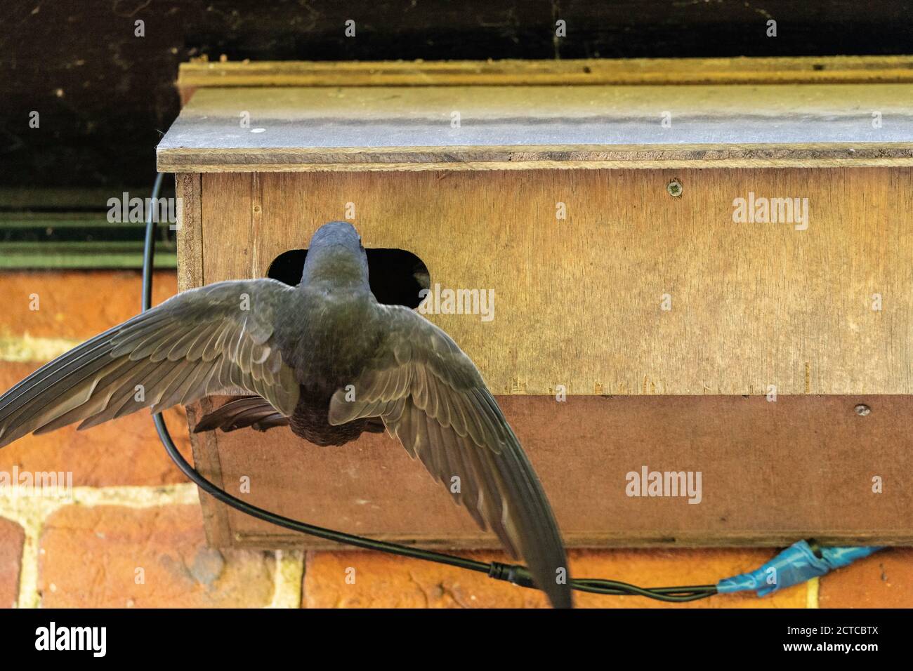 Common Swift (Apus apus), adult bird entering man made nest box Colby, Norfolk, United Kingdom, 31 May 2020 Stock Photo