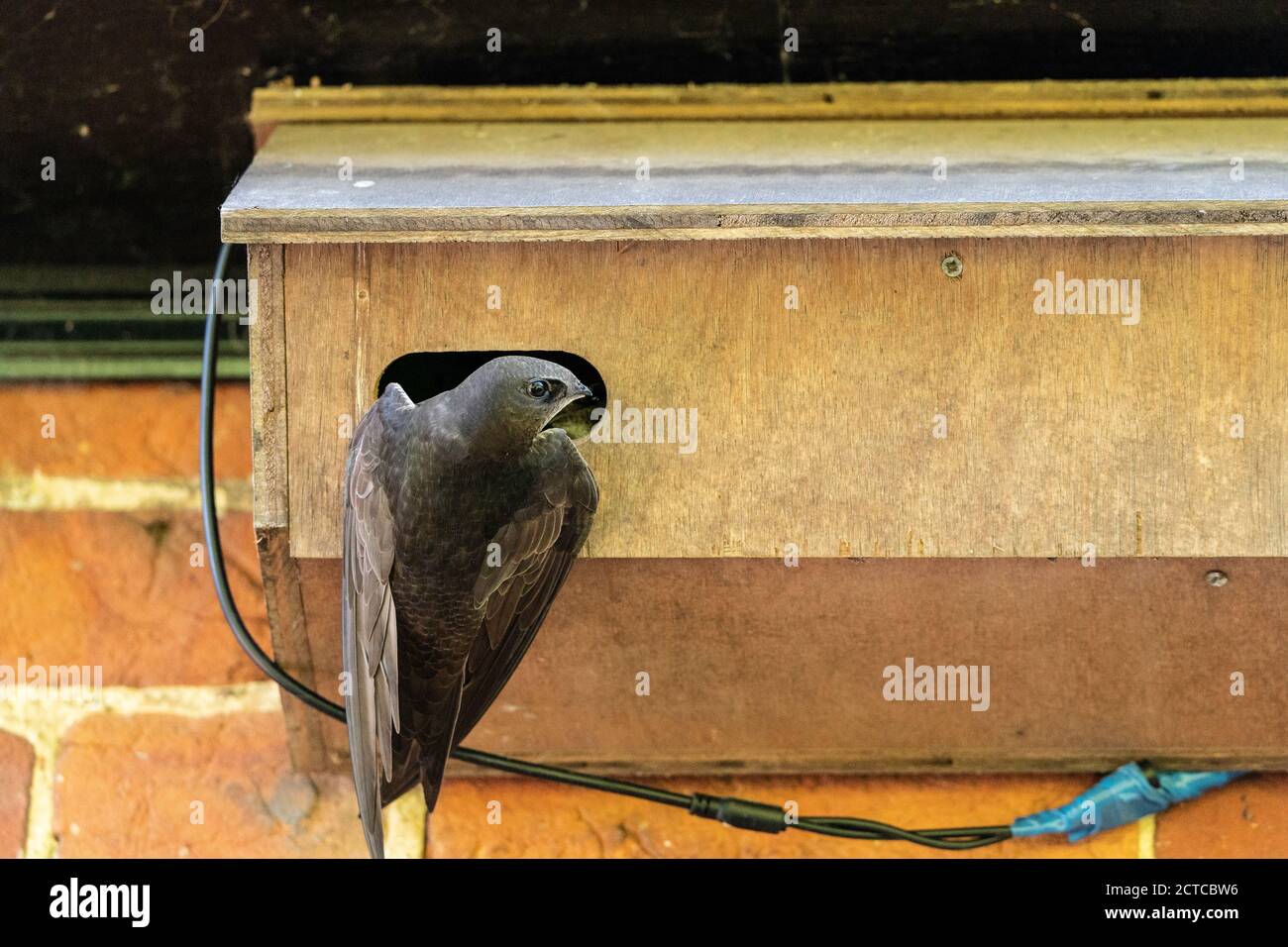 Common Swift (Apus apus), adult bird entering man made nest box Colby, Norfolk, United Kingdom, 31 May 2020 Stock Photo