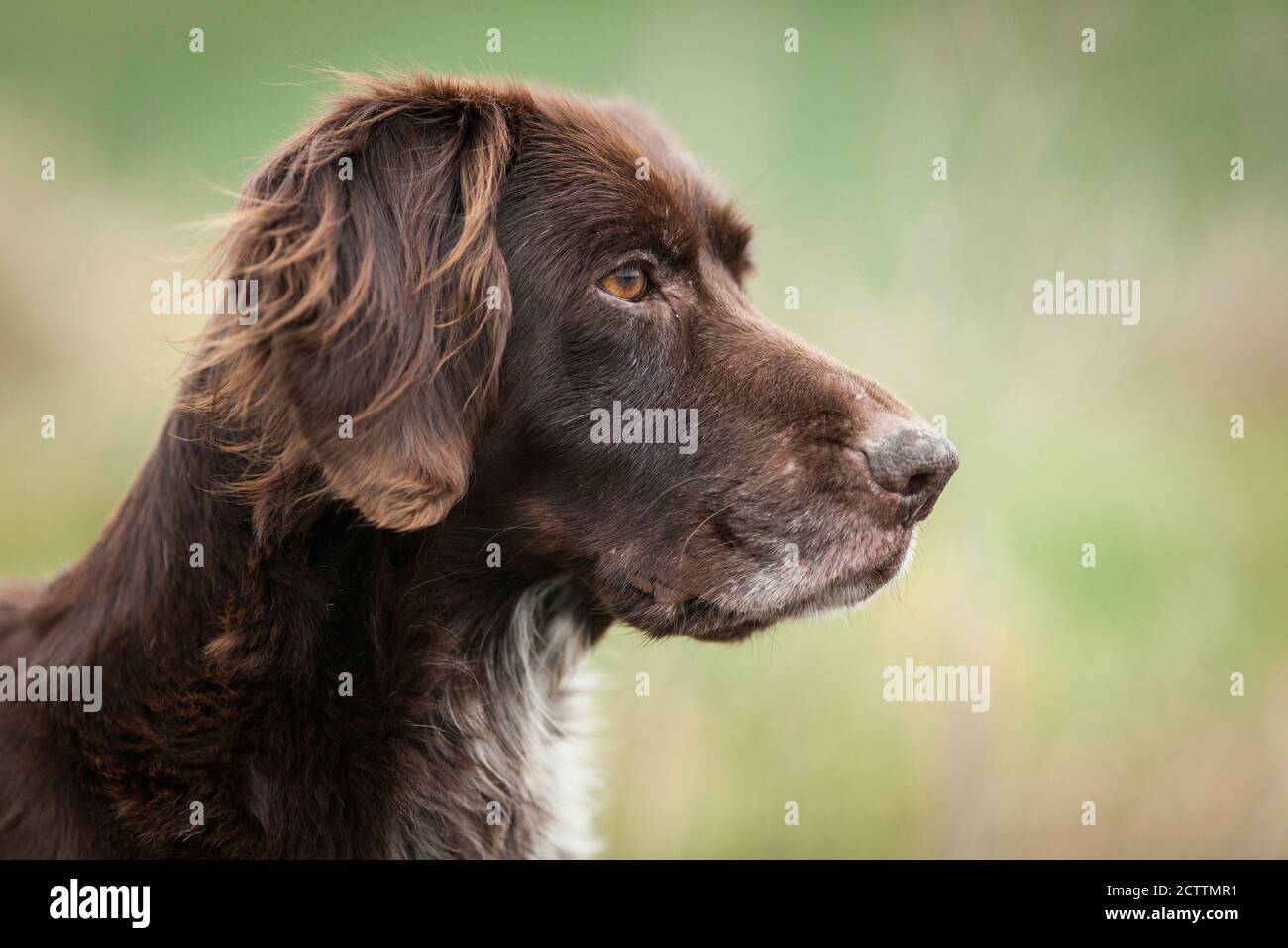 Small Muensterlaender. Portrait of adult dog Stock Photo