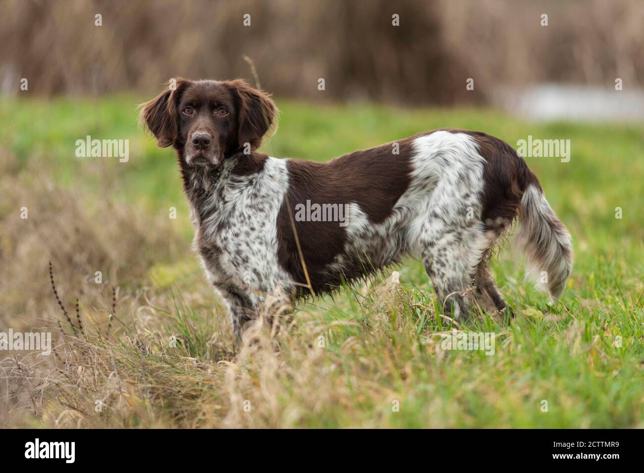 Small Muensterlaender. Adult dog standing on a meadow. Stock Photo