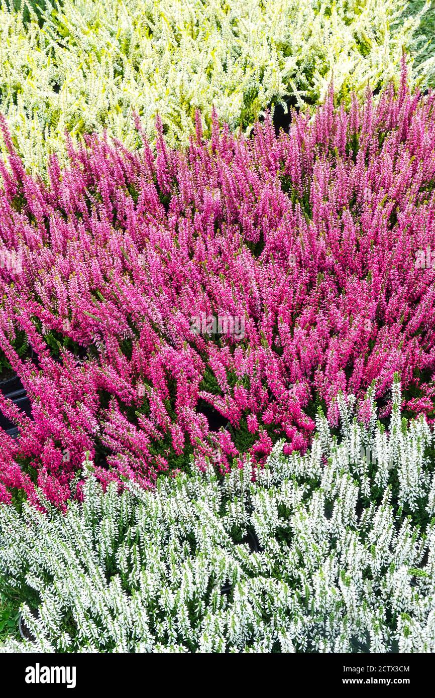 Common Heather Calluna vulgaris multicolored red white mixed flowers Callunas, White calluna vulgaris mixed red Stock Photo