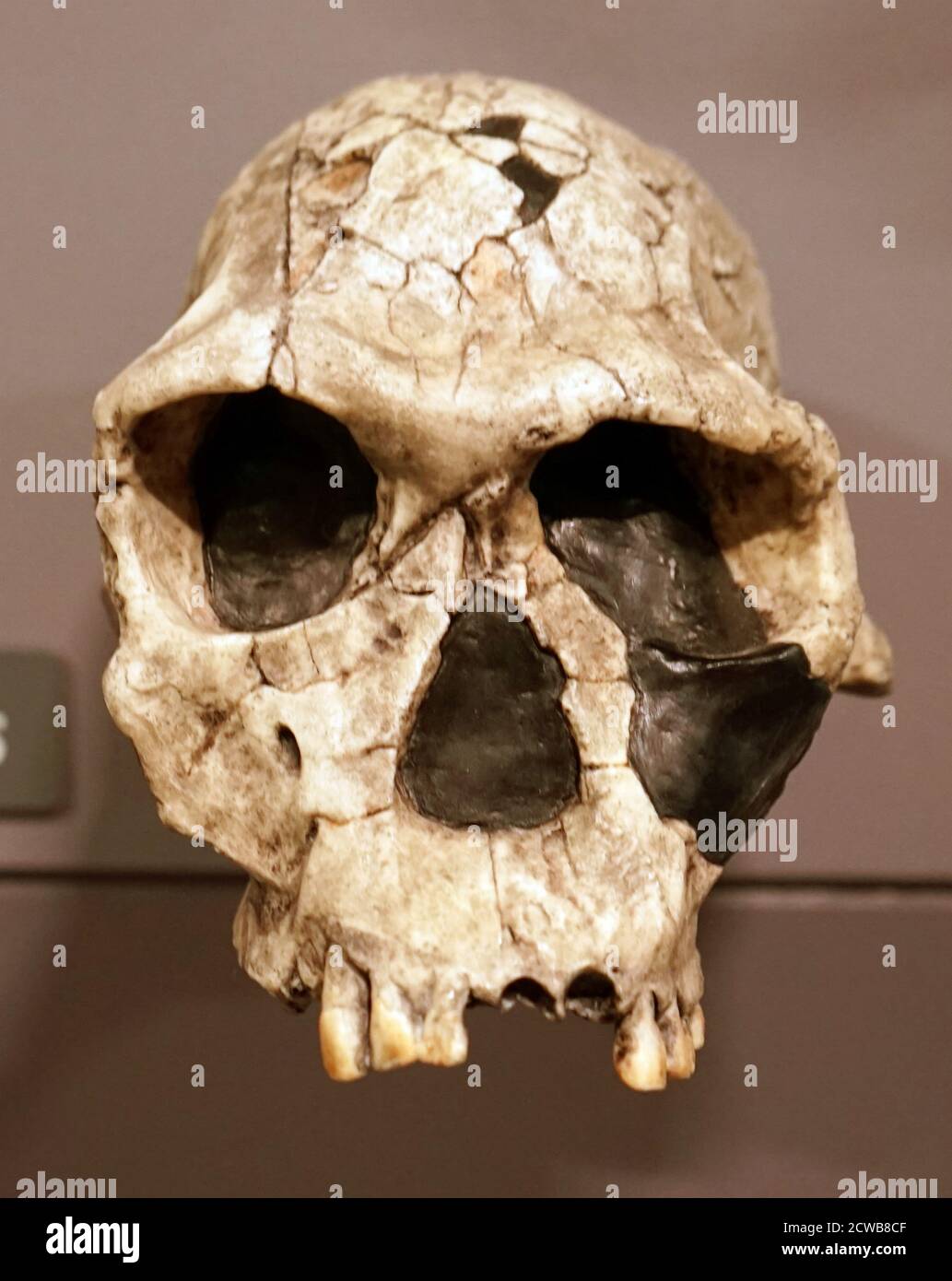 Skull of a homo habilis a proposed archaic species of Homo Stock Photo