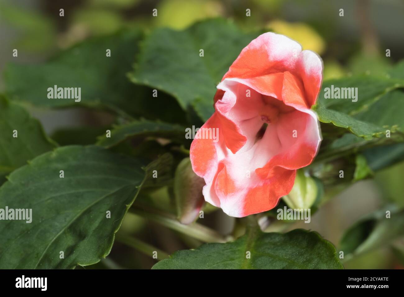 An Impatiens plant Impatiens walleriana also called Busy Lizzie, balsam, or sultana, with single red and white flower bloom. Stock Photo