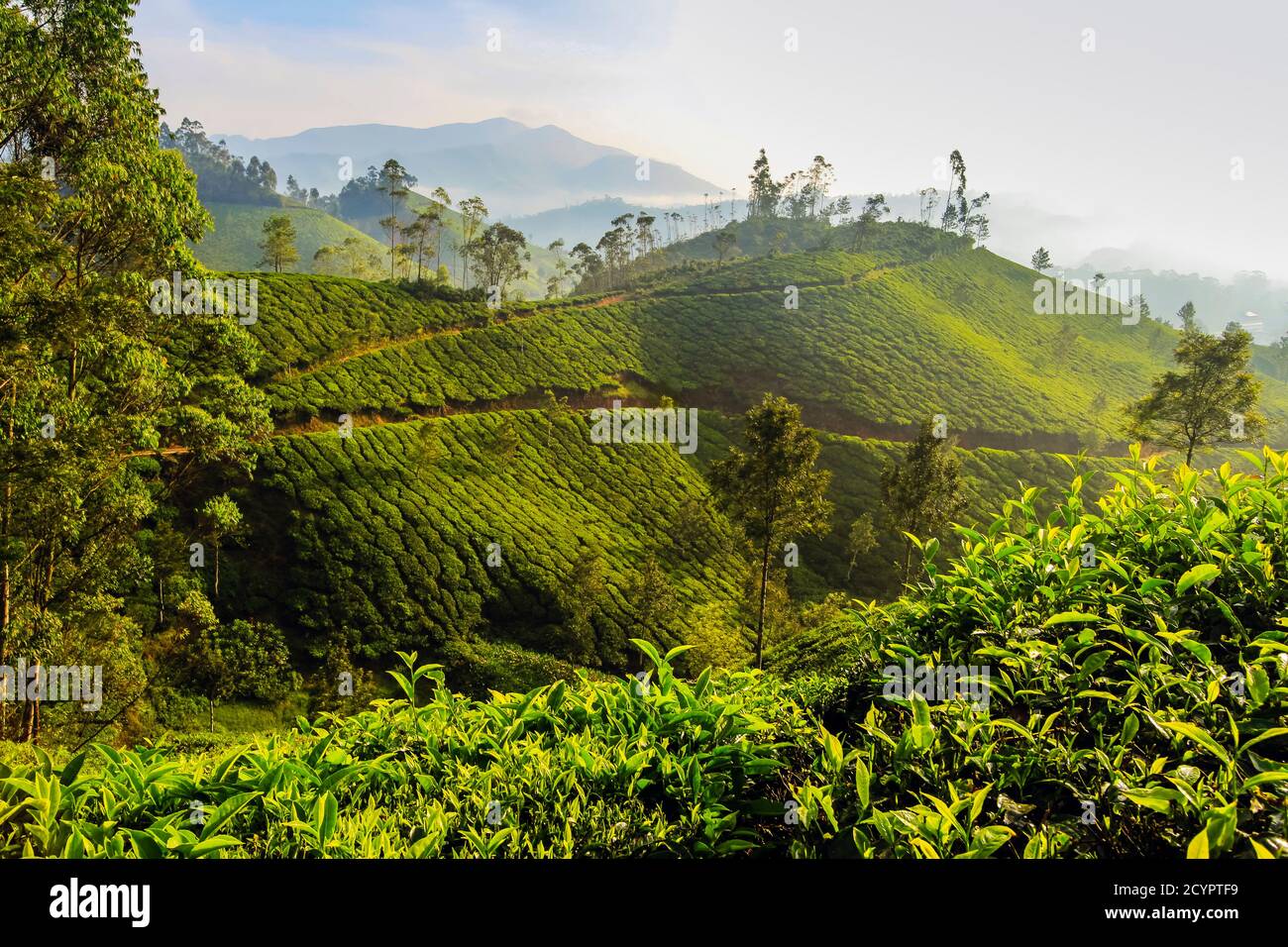 Tea bush covered slopes at Lakshmi tea estate in the Kannan Devan Hills west of Munnar; Lakshmi, Munnar, Kerala, India Stock Photo