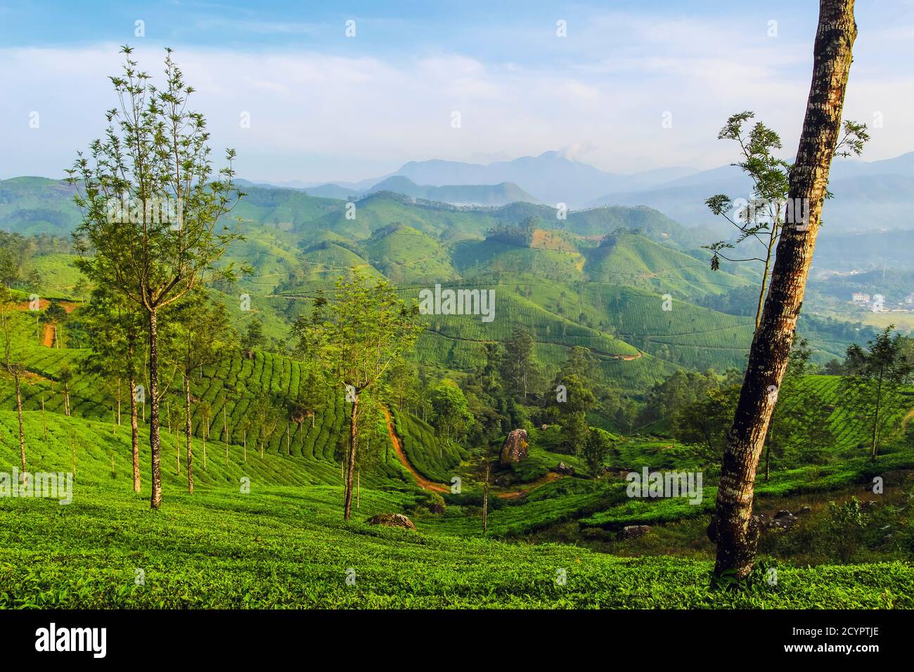 View north across Lakshmi tea estate to the Western Ghats & 2695m Anamudi mountain, highest peak in south India; Munnar, Kerala, India Stock Photo