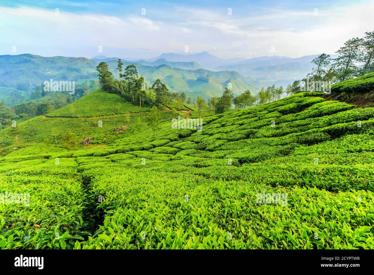 View over Lakshmi tea estate to the Western Ghats & 2695m Anamudi (left), highest peak in south India; Munnar, Kerala, India Stock Photo