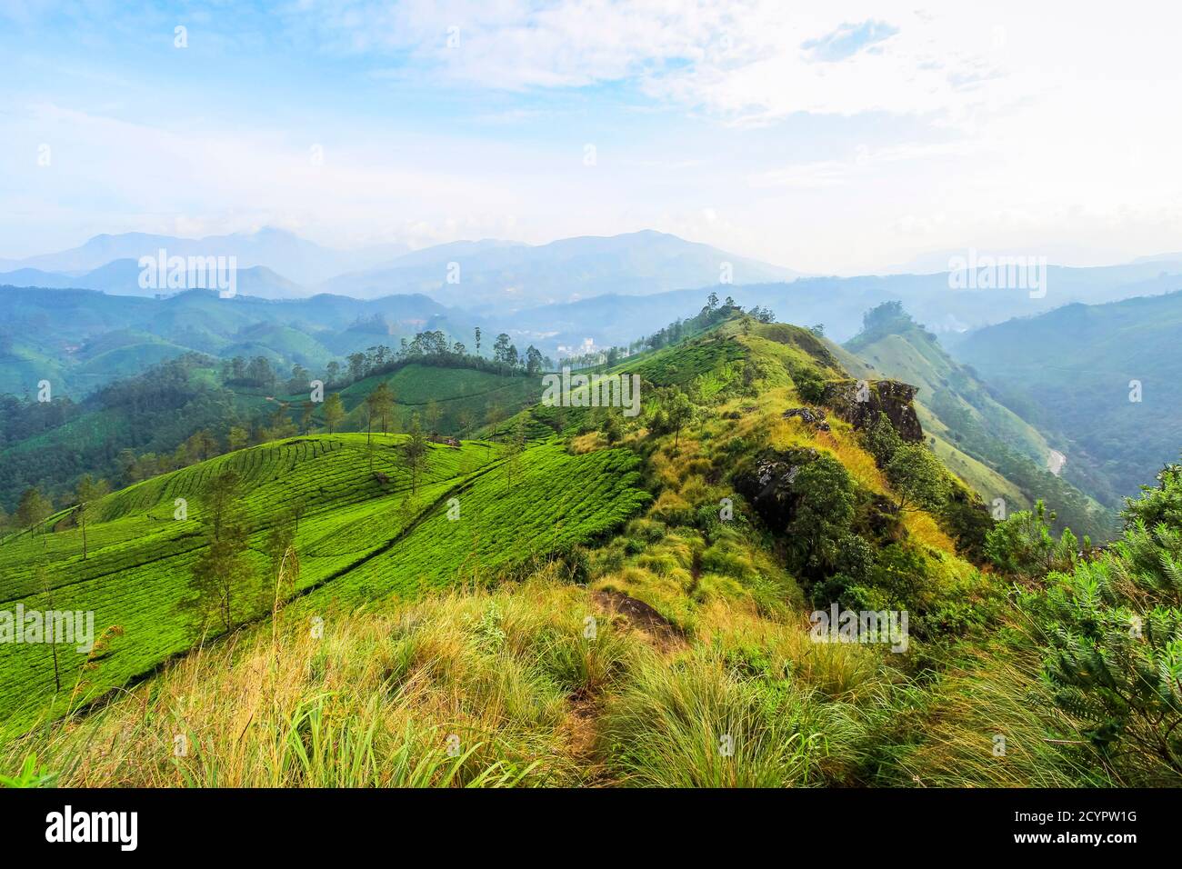 View over Lakshmi tea estate to the Western Ghats & 2695m Anamudi (left), highest peak in south India; Munnar, Kerala, India Stock Photo